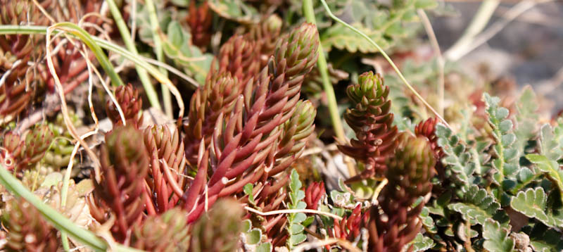 Šetnjica poučnom stazom sv. Leopolda Mandića, Mosor, foto: Darko Belančić