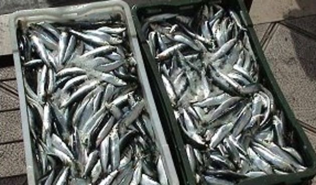 Srdele (Foto: morsko-prase.hr)