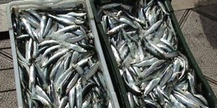 Srdele (Foto: morsko-prase.hr)