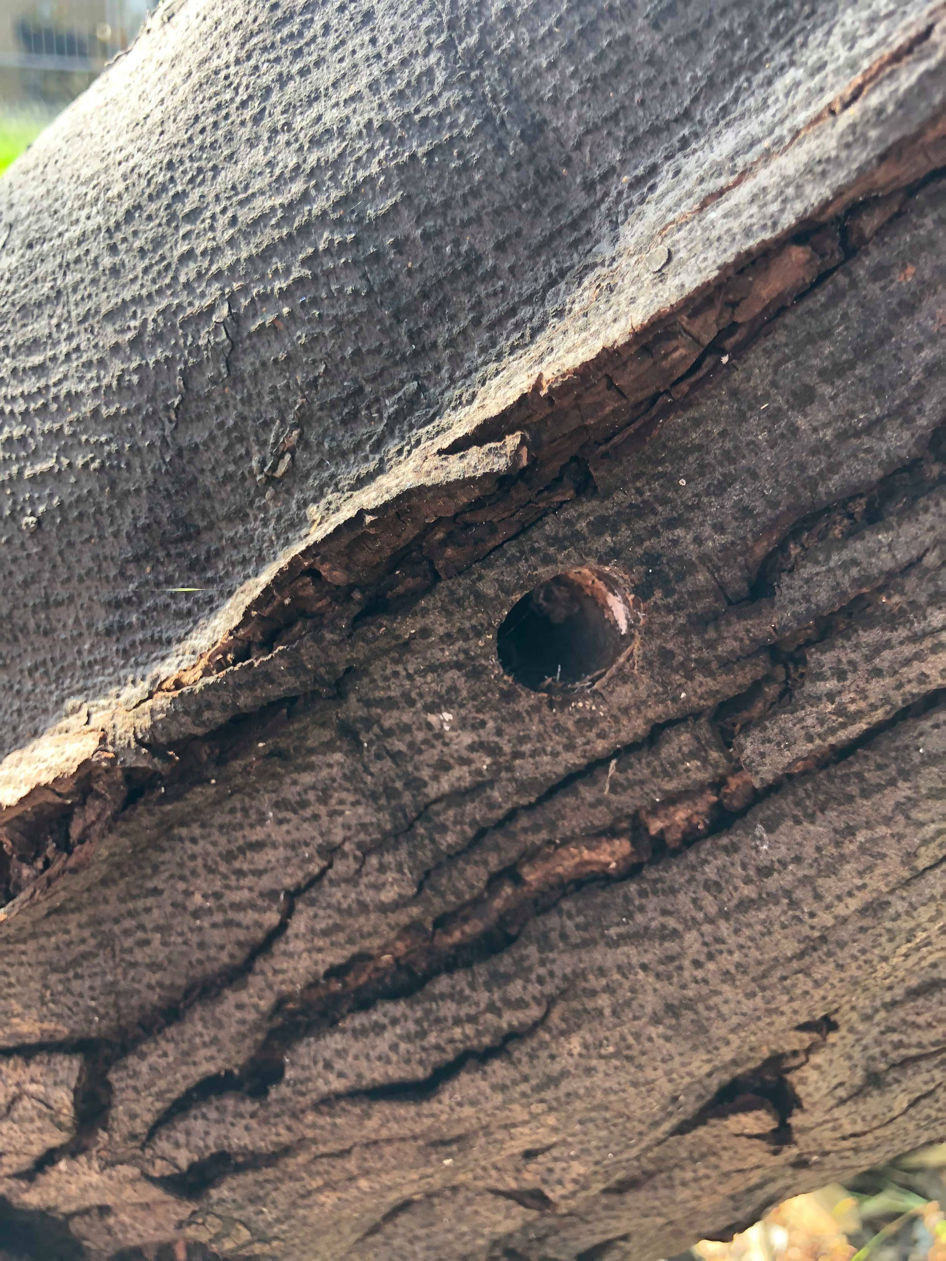 Ekocid u uvali Maestral Ekocid u uvali Maestral