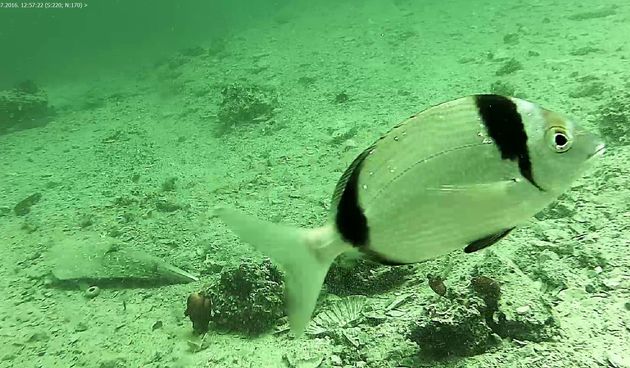 Web kamera kod Šibenika: Uživo iz hrvatskog podmorja!