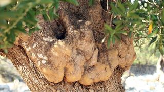 Lun: u posjeti tisućljetnom masliniku, Foto: Luka Stanzl/PIXSELL Lun: u posjeti tisućljetnom masliniku, Foto: Luka Stanzl/PIXSELL