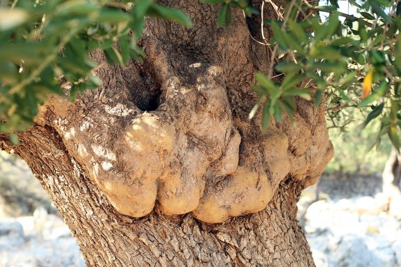 Lun: u posjeti tisućljetnom masliniku, Foto: Luka Stanzl/PIXSELL Lun: u posjeti tisućljetnom masliniku, Foto: Luka Stanzl/PIXSELL