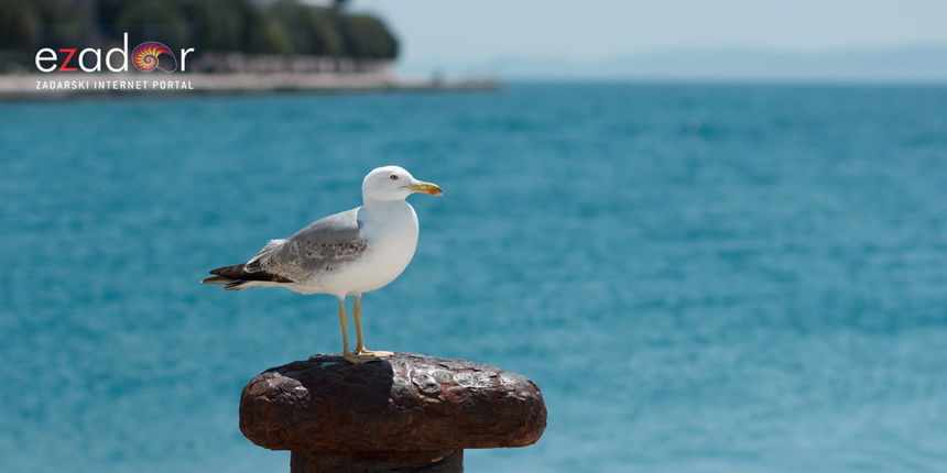 Đir po gradu, ponedjeljak 11. lipnja 2018.