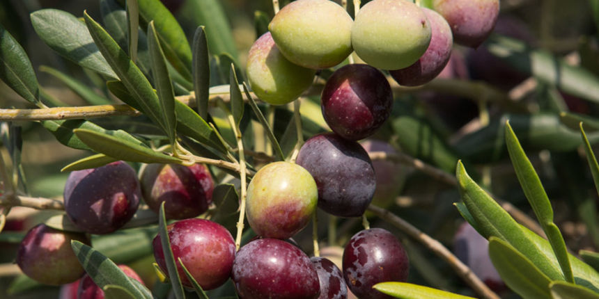 OLYMPUS DIGITAL CAMERA OLYMPUS DIGITAL CAMERA