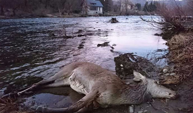 Nastradale životinje