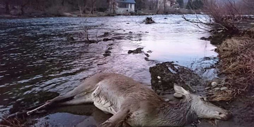 Nastradale životinje Nastradale životinje