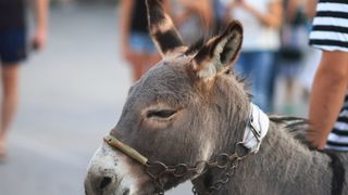 Trka Tovarov – 48. Memorijal Kenje Vijole Sukošan  Photo: Leo Banić