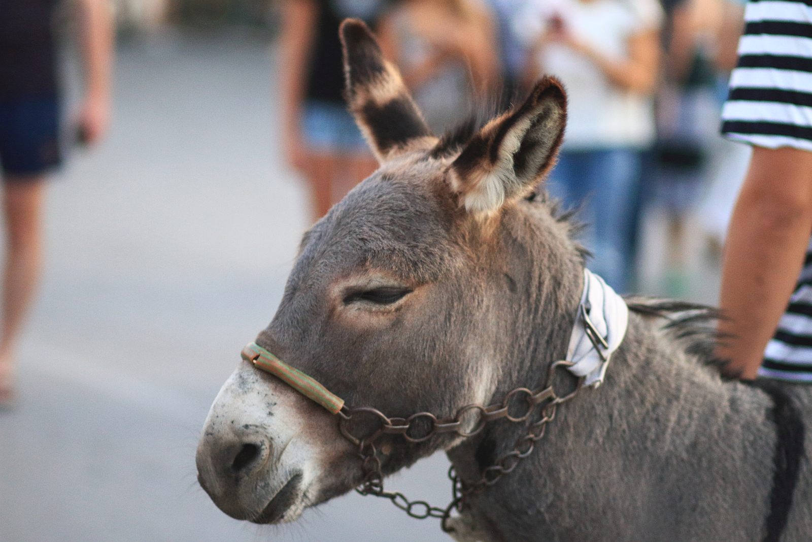 Trka Tovarov – 48. Memorijal Kenje Vijole Sukošan  Photo: Leo Banić