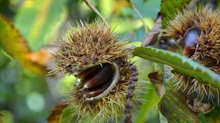 Pitomi kesten (Castanea sativa) jedan je od najprepoznatljivijih plodova jeseni. Photo: Borna Filić/PIXSELL Pitomi kesten (Castanea sativa) jedan je od najprepoznatljivijih plodova jeseni. Photo: Borna Filić/PIXSELL