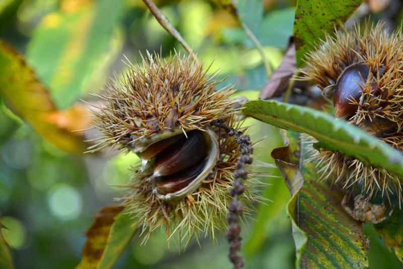 Pitomi kesten (Castanea sativa) jedan je od najprepoznatljivijih plodova jeseni. Photo: Borna Filić/PIXSELL Pitomi kesten (Castanea sativa) jedan je od najprepoznatljivijih plodova jeseni. Photo: Borna Filić/PIXSELL