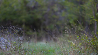 Izlet na Kudin most, foto: Darko Belančić Izlet na Kudin most, foto: Darko Belančić