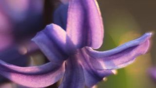 Boje i mirisi proljeća, Foto: CROPIX