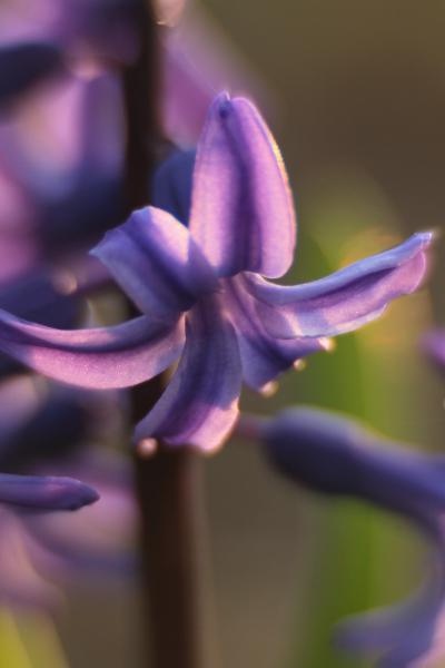 Boje i mirisi proljeća, Foto: CROPIX