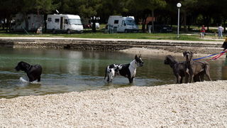 Zadar: Medjunarodna izlozba pasa CACIB 1. svibnja 2010.