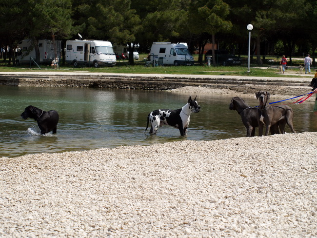 Zadar: Medjunarodna izlozba pasa CACIB 1. svibnja 2010.