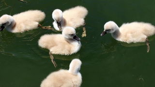 Labudovi na Vranskom jezeru, Foto: Ivana Zubak