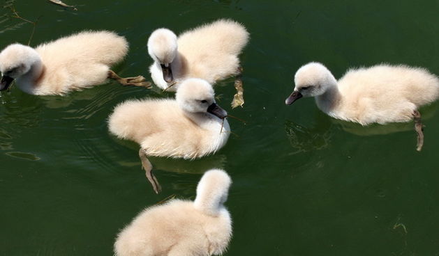 Labudovi na Vranskom jezeru, Foto: Ivana Zubak