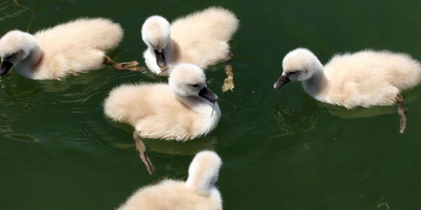 Labudovi na Vranskom jezeru, Foto: Ivana Zubak