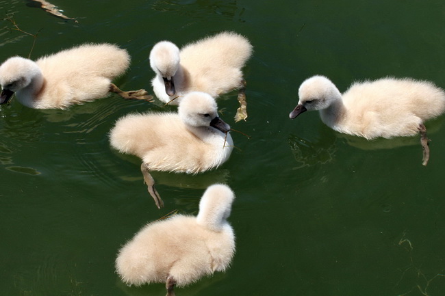 Labudovi na Vranskom jezeru, Foto: Ivana Zubak