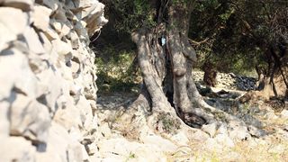 Lun: u posjeti tisućljetnom masliniku, Foto: Luka Stanzl/PIXSELL Lun: u posjeti tisućljetnom masliniku, Foto: Luka Stanzl/PIXSELL