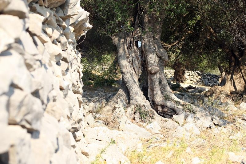 Lun: u posjeti tisućljetnom masliniku, Foto: Luka Stanzl/PIXSELL Lun: u posjeti tisućljetnom masliniku, Foto: Luka Stanzl/PIXSELL