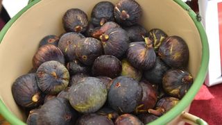 U sklopu 9. Festivala smokve na Trgu pet bunara održava se sajam smokava na kojem proizvođači i prerađivači izlažu i prodaju svoje artikle. Photo: Dino Stanin/PIXSELL U sklopu 9. Festivala smokve na Trgu pet bunara održava se sajam smokava na kojem proizvođači i prerađivači izlažu i prodaju svoje artikle. Photo: Dino Stanin/PIXSELL