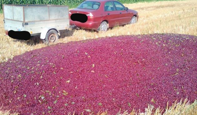 Bačene višnje