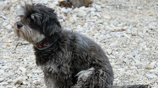 Plaža Jadro u Viru: Finalni dan posljednje utrke Alpe Adria Jet Ski Toura 2016. Foto: Kažimir Škrbić/Virski list