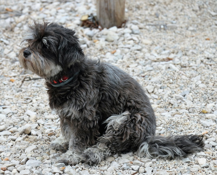 Plaža Jadro u Viru: Finalni dan posljednje utrke Alpe Adria Jet Ski Toura 2016. Foto: Kažimir Škrbić/Virski list