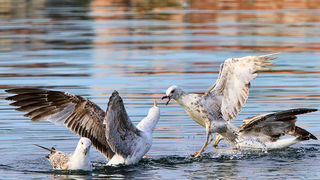 Moj galebe by Leo Banić