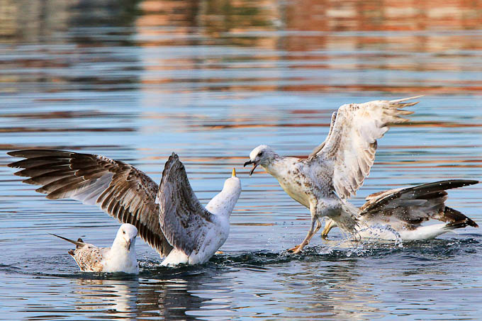 Moj galebe by Leo Banić