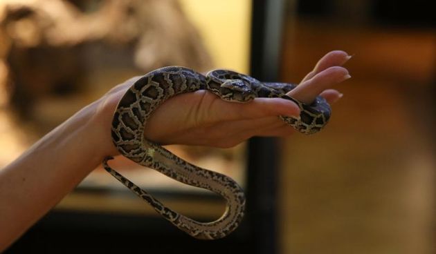 20.08.2014., Zadar – U Prirodoslovnom muzeju, gdje je trenutno otvorena izlozba zmija, izlegle su se cetiri kobre i burmanski piton. Photo: Filip Brala/PIXSELL
