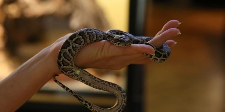 20.08.2014., Zadar – U Prirodoslovnom muzeju, gdje je trenutno otvorena izlozba zmija, izlegle su se cetiri kobre i burmanski piton. Photo: Filip Brala/PIXSELL