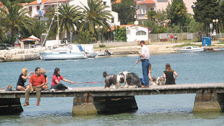 Image 1171069 (auto)