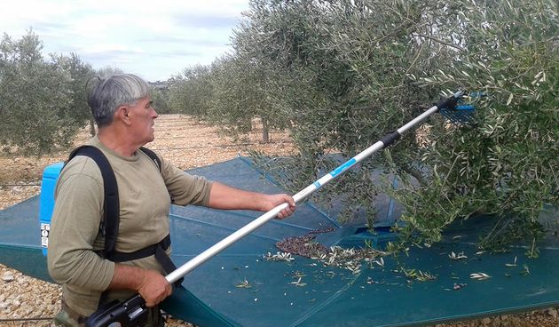 Branje maslina na PZ Masline i vino, foto: Edvard Šprljan