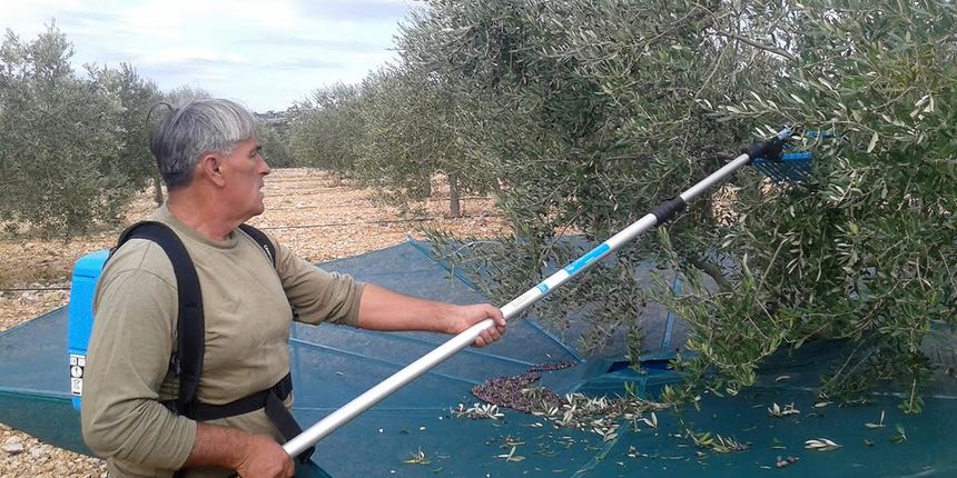 Branje maslina na PZ Masline i vino, foto: Edvard Šprljan