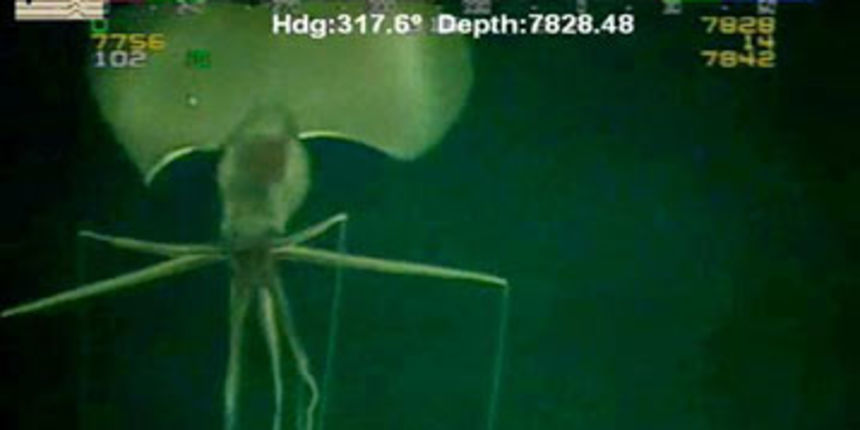 divovska lignja divovska lignja