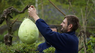 Zagreb, 080412.
U Zooloskom vrtu grada Zagreba neke od zivotinja tradicionalno su bile pocascene uskrsnim jajima. U sarenim pisanicama uzivali su lemuri, smedji kapucini, nosati rakuni, grivasti vukovi i ogrlicaste pekarije.
Na fotografiji: Djelatnici pos Zagreb, 080412.
U Zooloskom vrtu grada Zagreba neke od zivotinja tradicionalno su bile pocascene uskrsnim jajima. U sarenim pisanicama uzivali su lemuri, smedji kapucini, nosati rakuni, grivasti vukovi i ogrlicaste pekarije.
Na fotografiji: Djelatnici pos