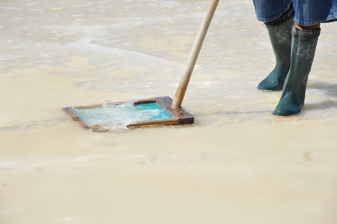Danas je u Ninu održana berba Cvijeta soli u kojoj su sudjelovali Mate Janković, poznati hrvatski chef, Damir Oštrić, direktor Solane Nin i Marija Dejanović, direktorica Turističke zajednice grada Nina