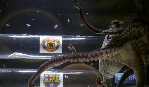 Hobotnica Iker, foto: Reuters