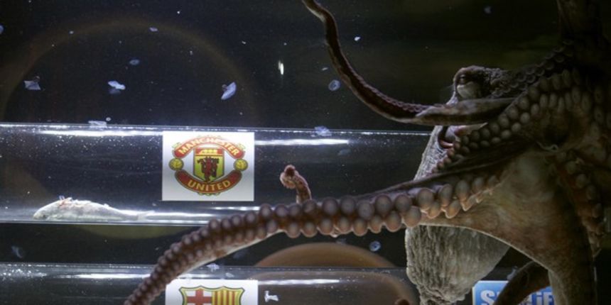 Hobotnica Iker, foto: Reuters Hobotnica Iker, foto: Reuters