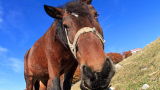 Đir do Zavižana, sjeverni Velebit, foto: Leo Banić