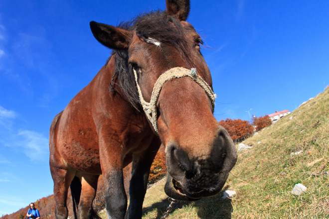 Đir do Zavižana, sjeverni Velebit, foto: Leo Banić