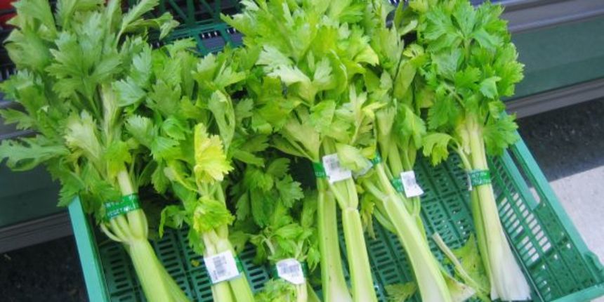 Celer štiti od degenerativnih bolesti mozga (Metro-portal.hr) Celer štiti od degenerativnih bolesti mozga (Metro-portal.hr)