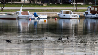 Liske u uvali Bregdetti 24. siječnja