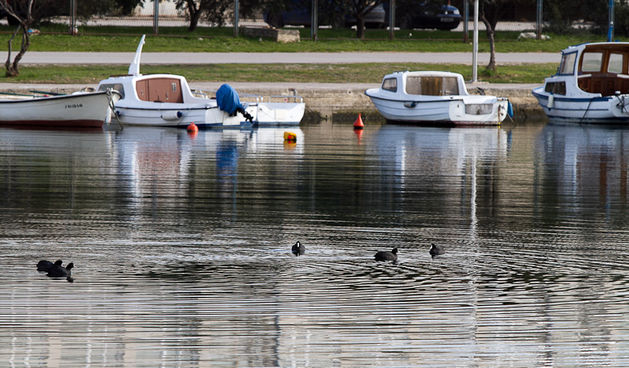 Liske u uvali Bregdetti 24. siječnja