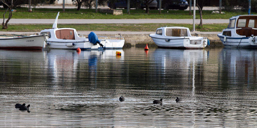 Liske u uvali Bregdetti 24. siječnja Liske u uvali Bregdetti 24. siječnja