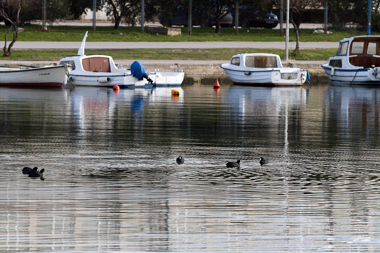 Liske u uvali Bregdetti 24. siječnja