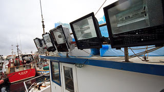 Ribarice u zadarskoj luci, Foto: Leo Banić